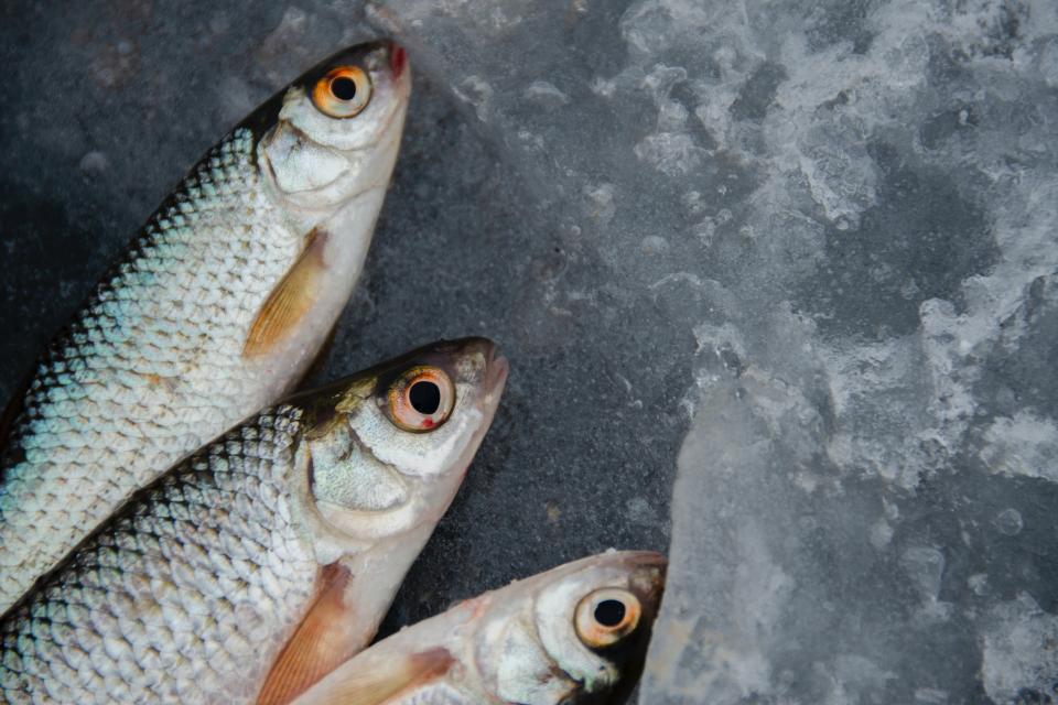 fish